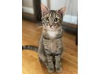 Adopt Jersey Girl - DS a Brown Tabby Domestic Shorthair / Mixed (short coat) cat