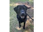 Coal, Labrador Retriever For Adoption In Heber Springs, Arkansas