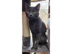 Rella, Domestic Shorthair For Adoption In Forest Lake, Minnesota