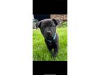 Adopt Pickles a Black - with White Labrador Retriever / Australian Cattle Dog /