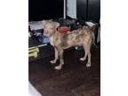 Adopt Dobie a Brown/Chocolate - with Tan Terrier (Unknown Type