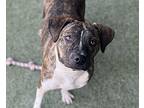Star, American Pit Bull Terrier For Adoption In El Cajon, California
