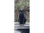 Adopt Tom a All Black Domestic Mediumhair / Mixed (medium coat) cat in Flowery
