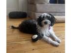 Adopt Chloe a Shih Tzu dog in Brooklyn, NY (41372429)