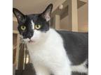 Adopt Bentley a Black & White or Tuxedo Domestic Shorthair (short coat) cat in