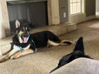 Adopt Shep a Black - with Tan, Yellow or Fawn German Shepherd Dog / Mixed dog in