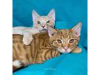 Adopt Honey Dew & Honey Bear a Spotted Tabby/Leopard Spotted Domestic Shorthair