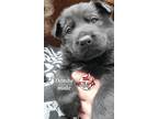 Adopt Dembe a Black German Shepherd Dog / Mixed dog in Fairbanks, AK (41387264)
