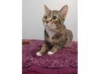 Mia, Domestic Shorthair For Adoption In Barrie, Ontario