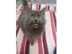 Vader, Domestic Longhair For Adoption In Barrie, Ontario