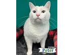 Peter, Domestic Shorthair For Adoption In Oak Ridge, Tennessee
