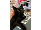 Ryia, Domestic Shorthair For Adoption In Naugatuck, Connecticut