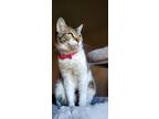 Adopt Abby a Gray, Blue or Silver Tabby Domestic Shorthair / Mixed (short coat)