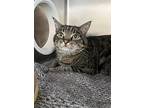 Theo, Domestic Shorthair For Adoption In Burnaby, British Columbia