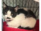 Coraline, Domestic Shorthair For Adoption In Gillette, Wyoming