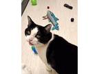 Aberdeen, Domestic Shorthair For Adoption In Burnaby, British Columbia