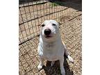 Oakley, American Pit Bull Terrier For Adoption In Gillette, Wyoming