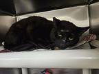 Timbermaw, Domestic Shorthair For Adoption In Vancouver, Washington