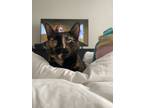 Adopt Mj a Tortoiseshell Calico / Mixed (medium coat) cat in Arlington
