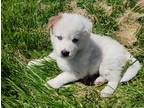 Adopt Leo a White Maremma Sheepdog / Husky / Mixed dog in Morgan Hill