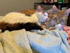 Fire And Ice, Domestic Shorthair For Adoption In Cincinnati, Ohio