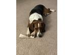 Adopt Benjamin a Tricolor (Tan/Brown & Black & White) Beagle / Hound (Unknown