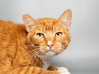Adopt Sweets a Orange or Red Domestic Shorthair / Mixed Breed (Medium) / Mixed