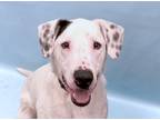 Adopt Butler a White Catahoula Leopard Dog / Mixed dog in Woodbury