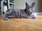 Adopt TC a Gray or Blue Russian Blue / Mixed (short coat) cat in Haverstraw