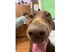 Adopt Kasi a Brown/Chocolate Labrador Retriever / Mixed dog in Baton Rouge