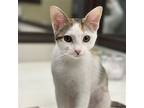 Autumn #sister-of-summer, Calico For Adoption In Houston, Texas