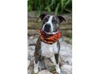Adopt Gizmo a Brindle Boxer / Terrier (Unknown Type, Medium) / Mixed (short