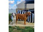 Oona, American Pit Bull Terrier For Adoption In Germantown, Ohio