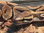 Adopt Calypso a Snake / Mixed reptile, amphibian, and/or fish in Marathon