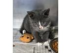 Delta, Domestic Shorthair For Adoption In Newport, North Carolina