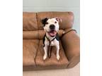 Adopt Jeffrey a White American Pit Bull Terrier / Mixed dog in Fishers