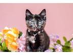 Marie, Domestic Shorthair For Adoption In Melville, New York