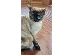 Adopt Suki a Cream or Ivory (Mostly) Siamese / Mixed (medium coat) cat in
