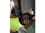 Adopt Skai a Black - with Tan, Yellow or Fawn Rottweiler / Mixed dog in