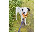 Adopt Ariel a White - with Black Dalmatian / Mixed dog in Lynnwood