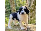 Mutt Puppy for sale in Carbondale, IL, USA