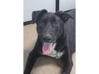 Adopt Twinkle Toes a Labrador Retriever / Mixed dog in Genoa, IL (41353821)