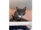 Adopt Toby a Domestic Shorthair / Mixed (short coat) cat in Ridgely