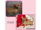 Nani, Terrier (unknown Type, Small) For Adoption In Scottsdale, Arizona