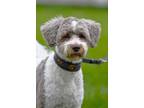 Adopt CHESTNUT a White - with Gray or Silver Poodle (Standard) / Goldendoodle /