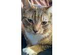 Adopt No name a Brown Tabby Domestic Shorthair / Mixed (short coat) cat in