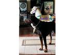 Adopt Lorde a Black - with Tan, Yellow or Fawn Doberman Pinscher / Mixed dog in