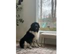 Adopt Freya a Black - with White Newfoundland / Mixed dog in Temperance