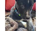 Adopt Elizabeth a Black - with White Border Collie / Shepherd (Unknown Type) /