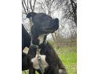 Adopt Jet a Black - with White Terrier (Unknown Type, Medium) / Mixed dog in